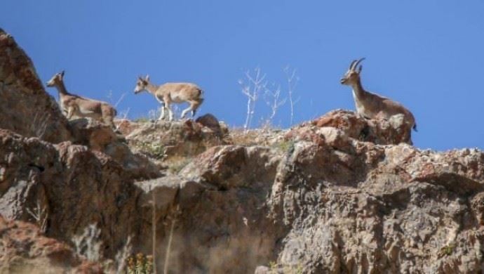 Cudi dağında yaban keçisi avlayan şahsa 261 bin TL ceza
